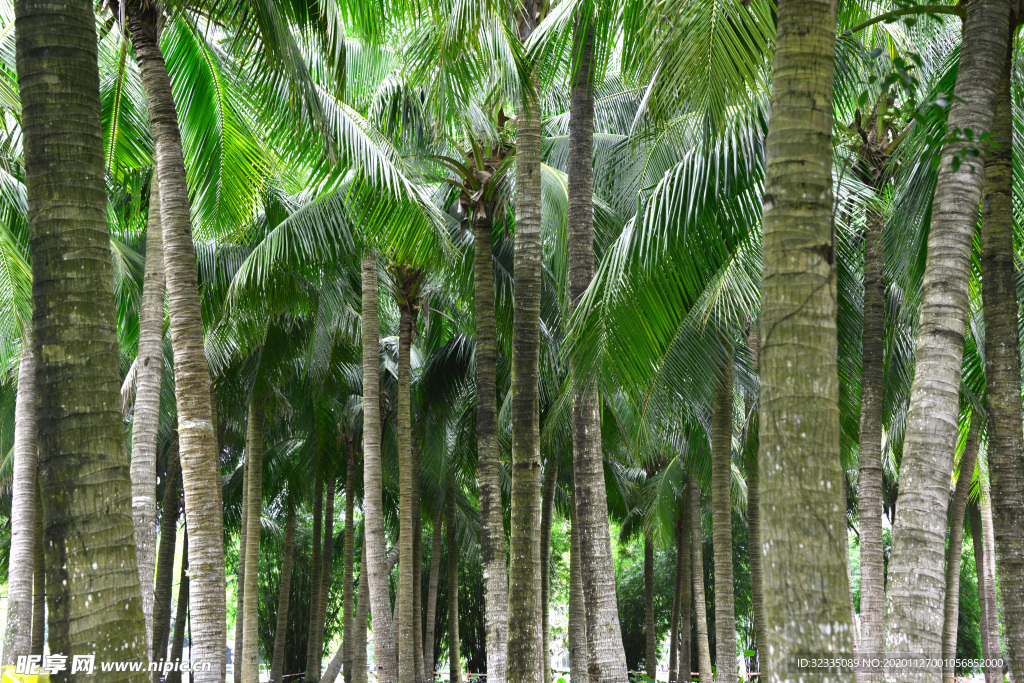 椰林