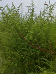 茵陈蒿