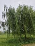 两颗相依的柳树