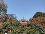 石楠树