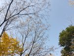 秋日树枝晴空