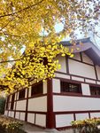 古建筑与银杏