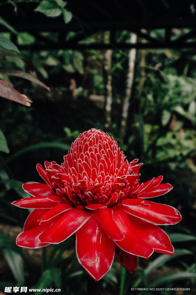 花卉