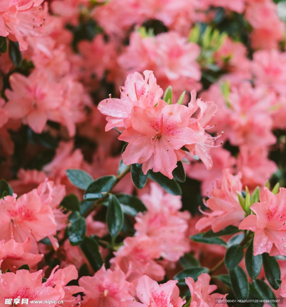 花卉
