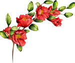 花卉