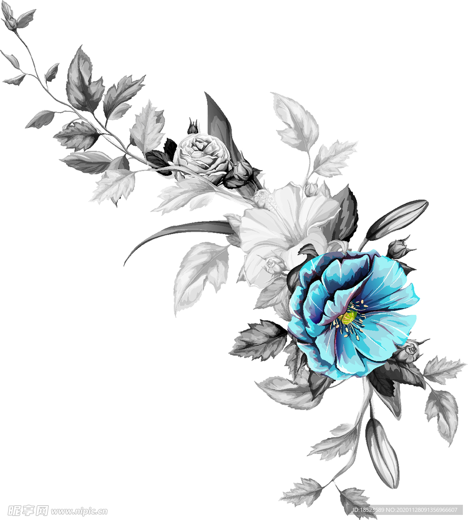 花卉 热带花