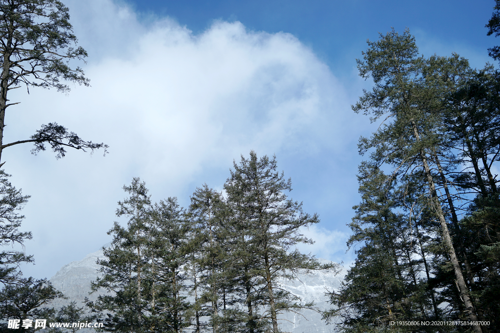 云南玉龙雪山下的云杉树林