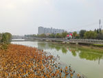 美丽的河道风景