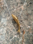 海鱼