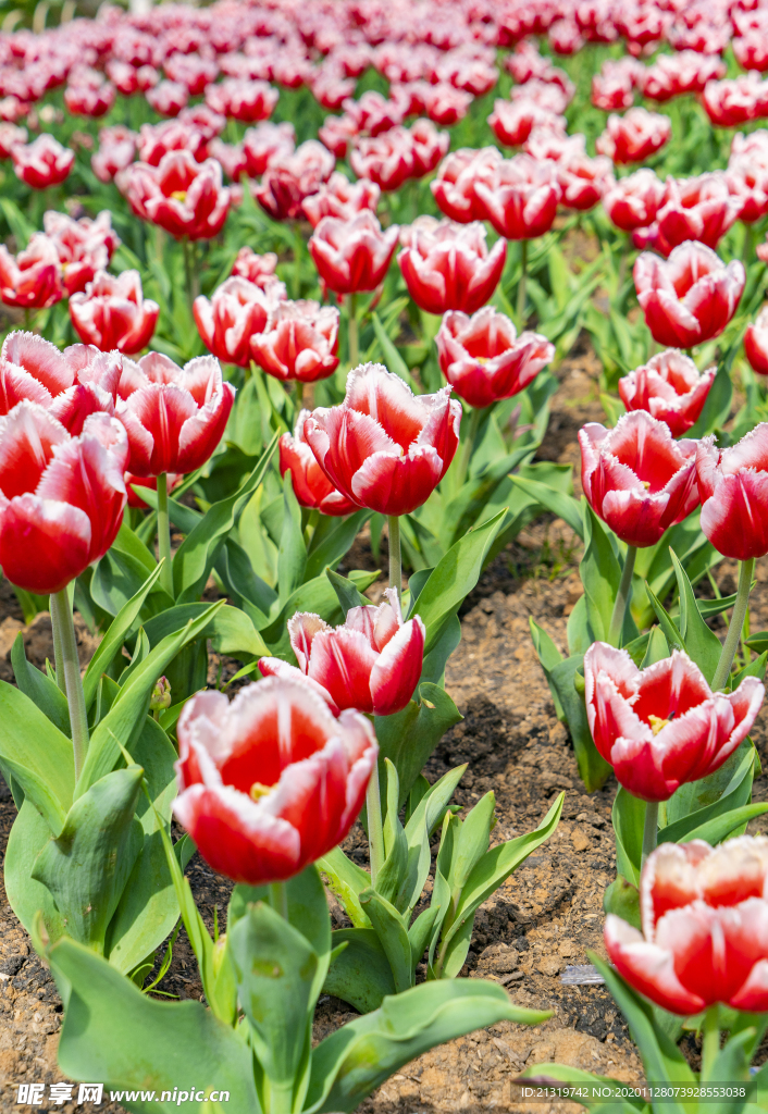 户外郁金香花海