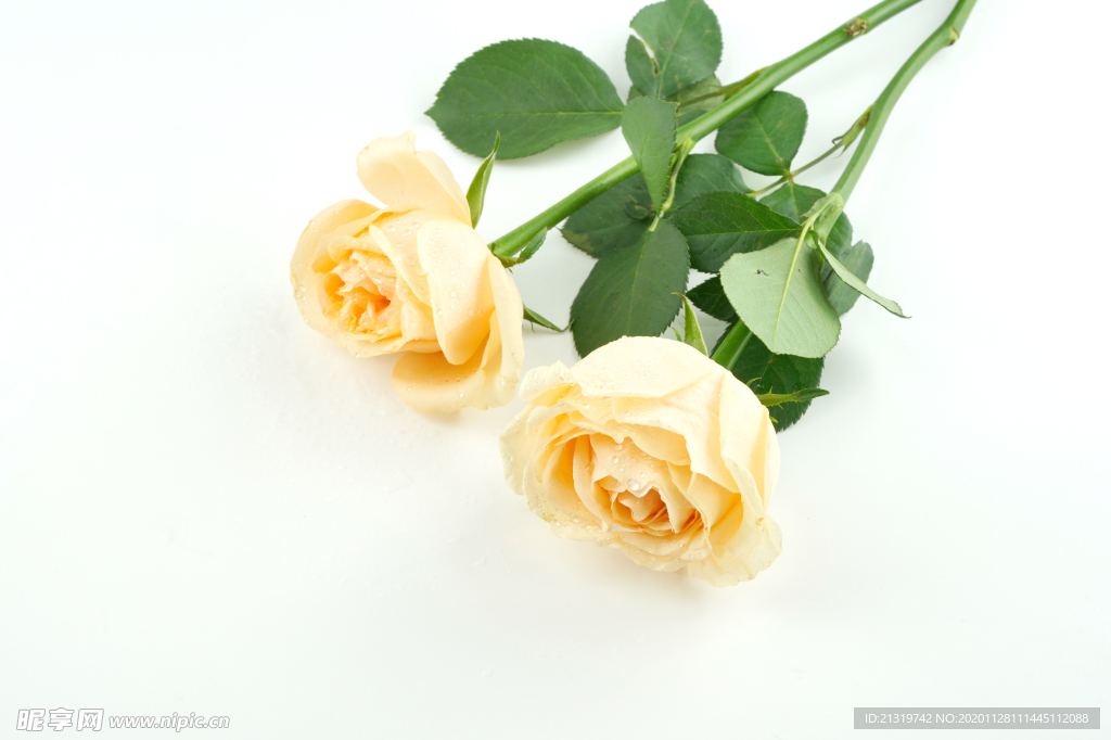 黄色玫瑰花花束拍摄素材