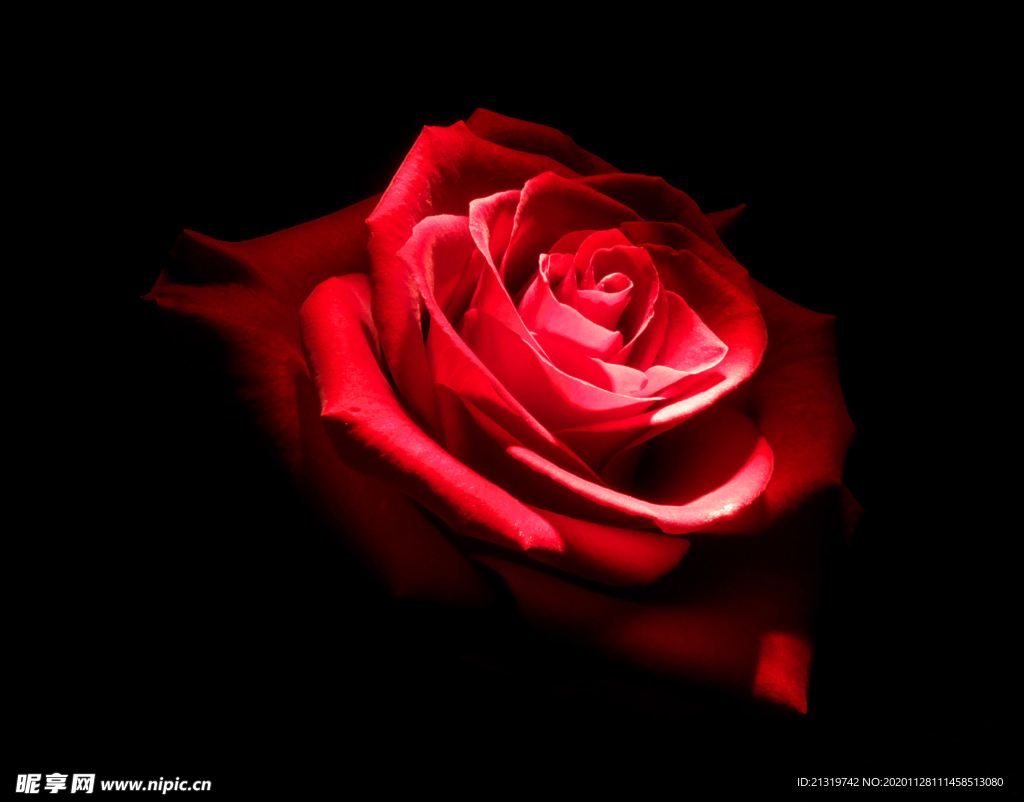 一朵妖艳的红玫瑰大图