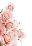 粉色玫瑰花拍摄素材