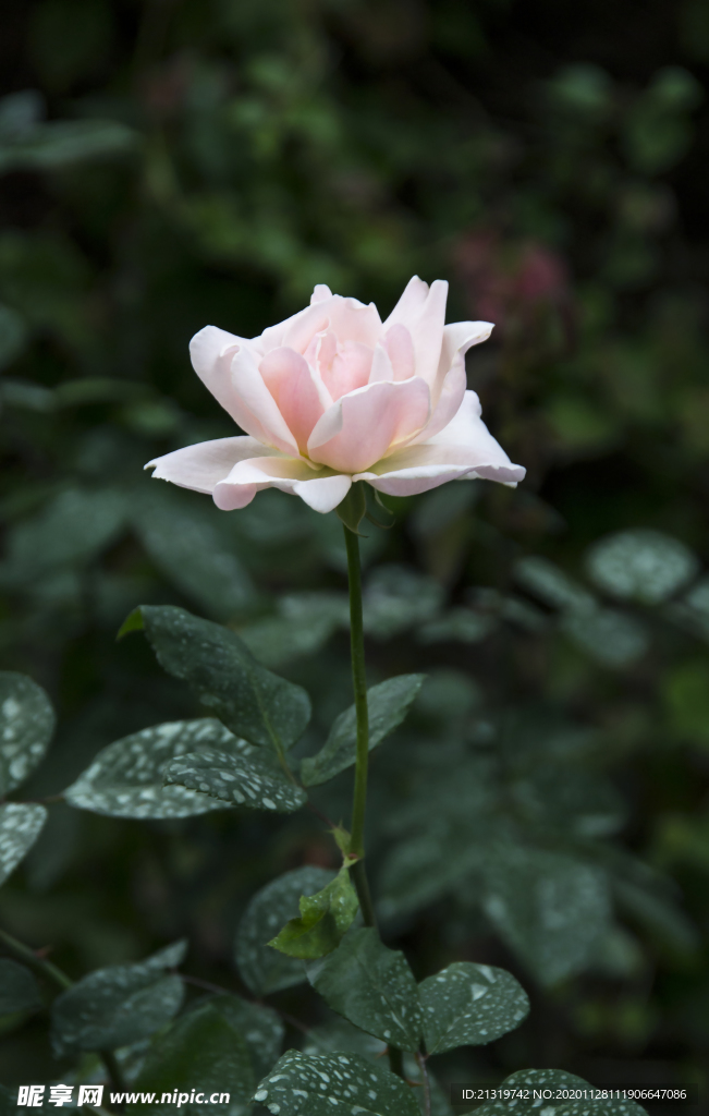 玫瑰花特写