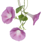 牵牛花素材