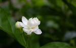 纯净的茉莉花