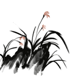 国画兰花