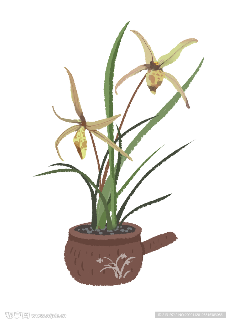 兰花盆栽插画