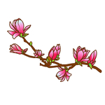 矢量玉兰花插画