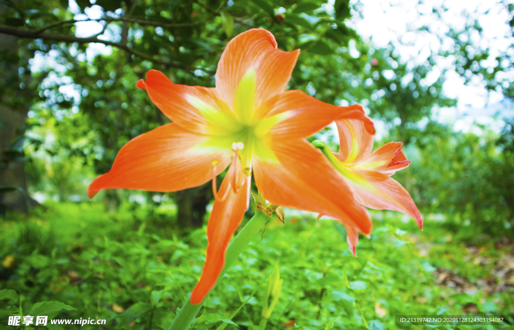 水仙花摄影