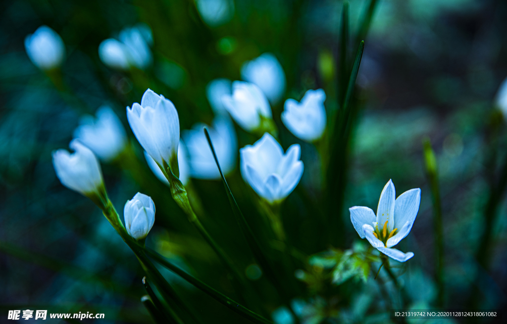 水仙花