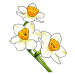 手绘水仙花