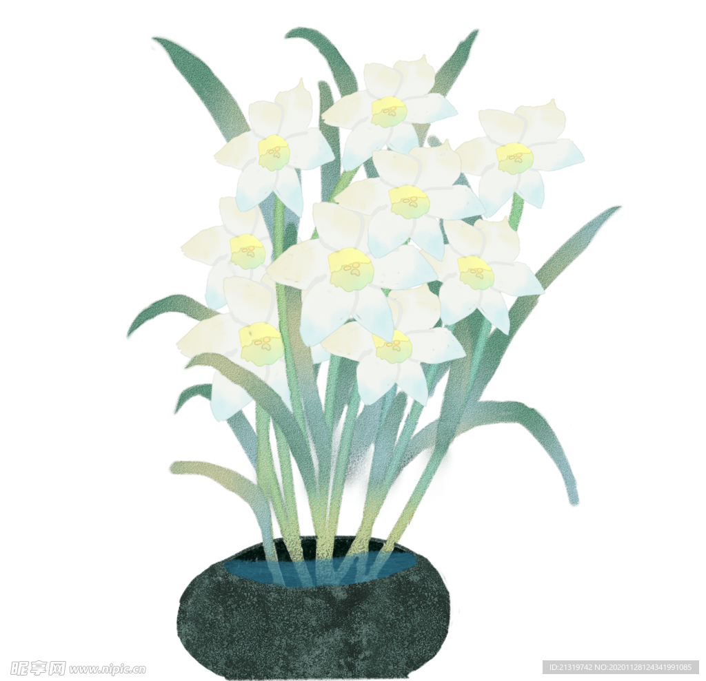 水仙花插画