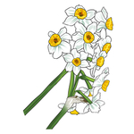 水仙花素材