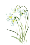 水仙花插画素材