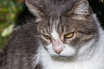 家猫