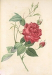 手绘花