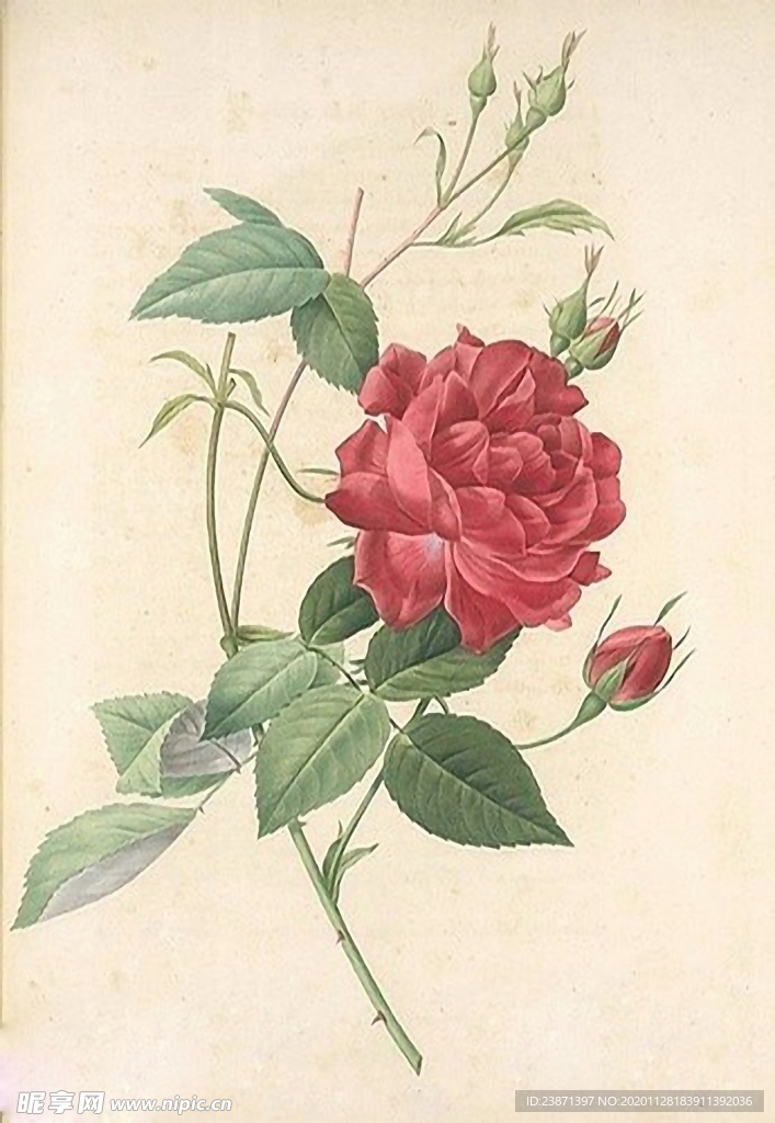 手绘花