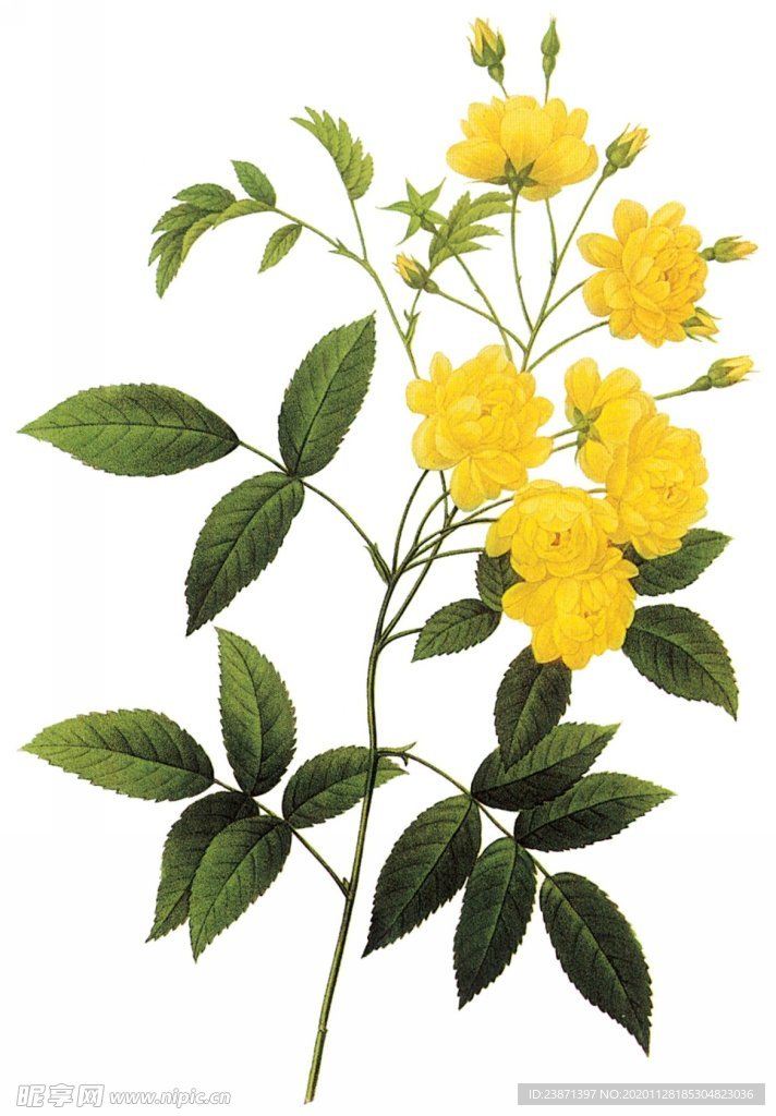 手绘植物
