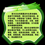 雕刻 果蔬  UV  简介