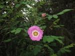 粉色花