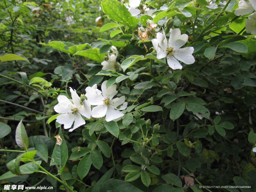 小白花