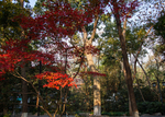 灵隐寺