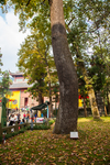 灵隐寺