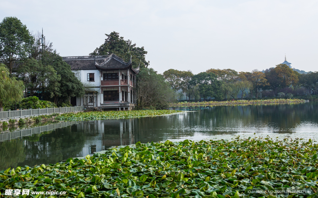 西湖 花港观鱼