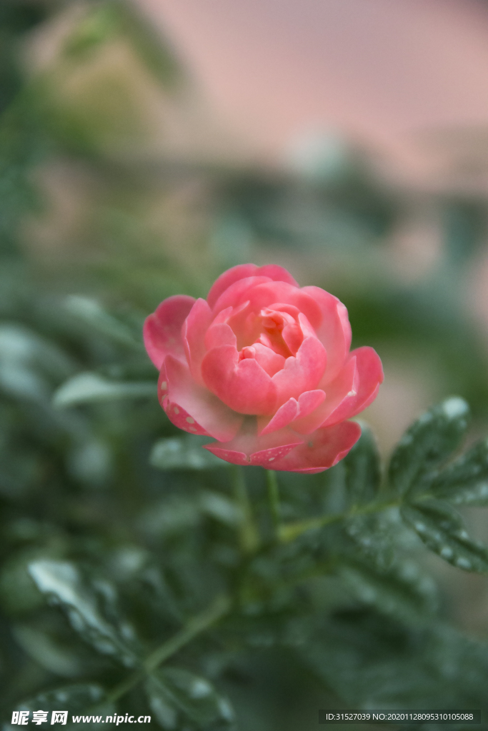 花卉摄影素材娇美粉玫瑰