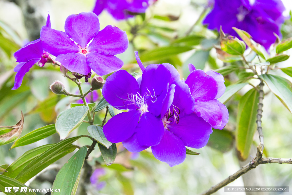 花卉摄影素材紫色野牡丹花
