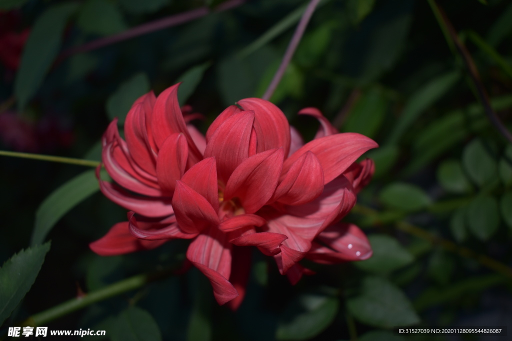 芍药花特写