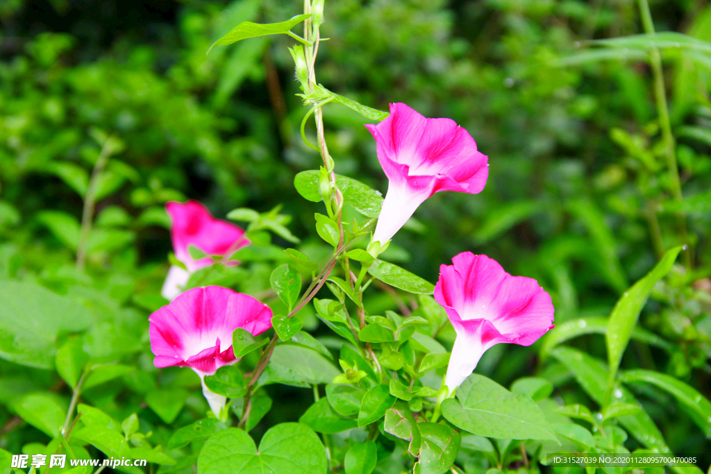 牵牛花花朵特写高清图