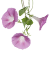 白色底板牵牛花