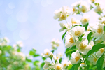 唯美清新白色茉莉花