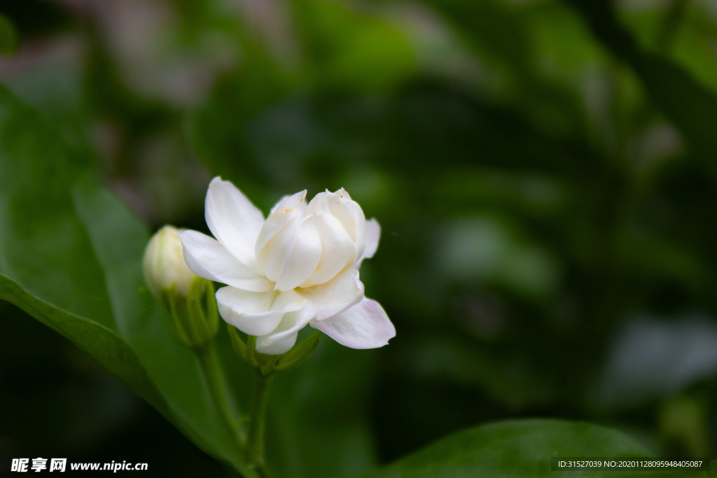 纯净的茉莉花素材图