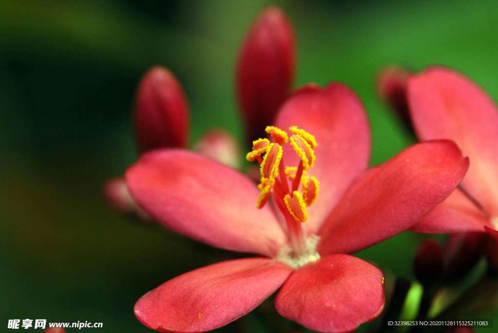 琴叶珊瑚花