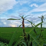 芝麻