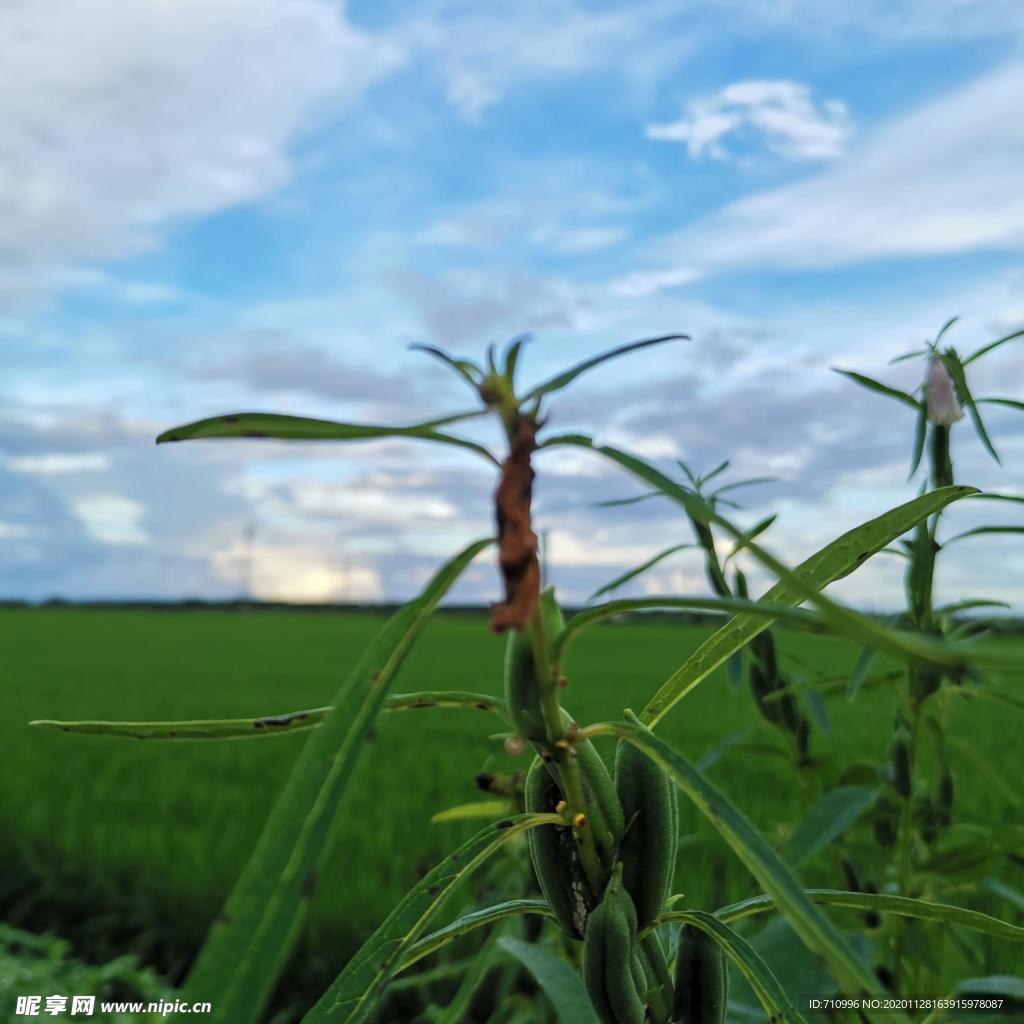 芝麻