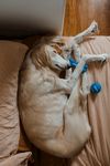 狗